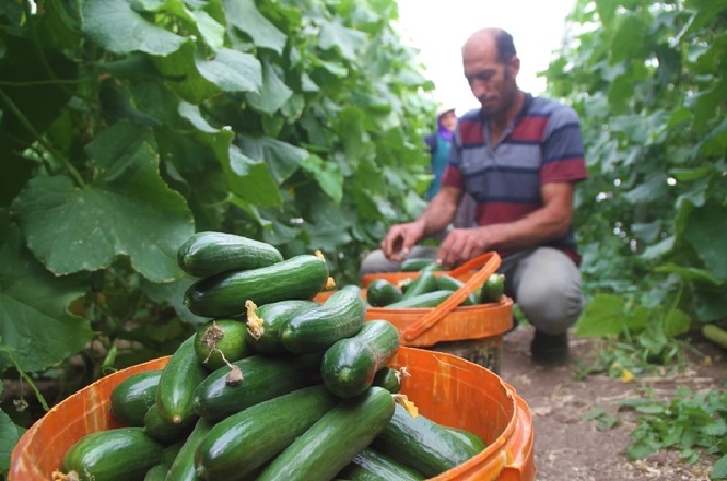 Salatalık Ocak Ayı Zam Rekorunu Kırdı