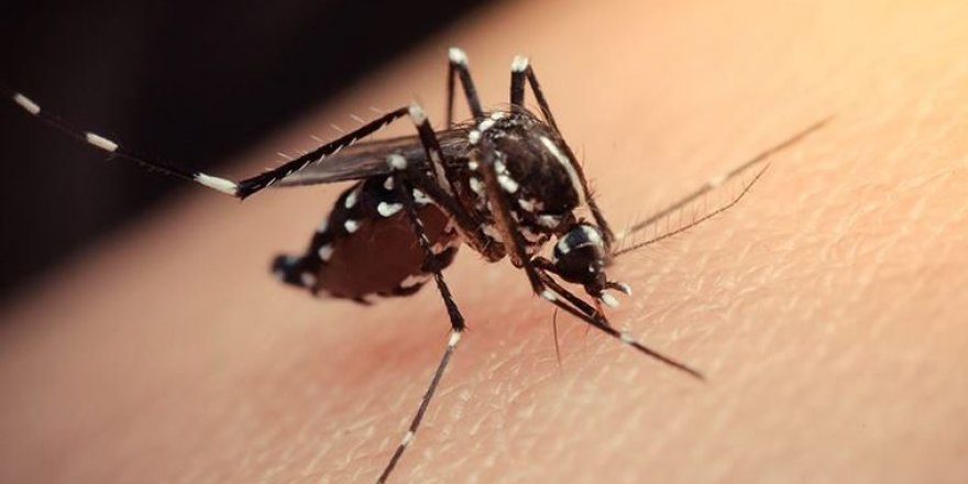 Zika virüsü Tüm Düyaya Yayılmaya Başladı! Zika virüsünün Tedavisi Olmadığı Ortaya Çıktı