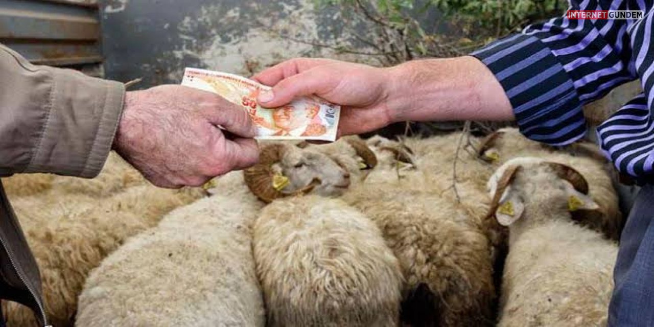 Kurbanlık Fiyatları Ne Kadar Oldu? Büyük Baş ve Küçük Baş Hayvan Fiyatları Belli Oldu..