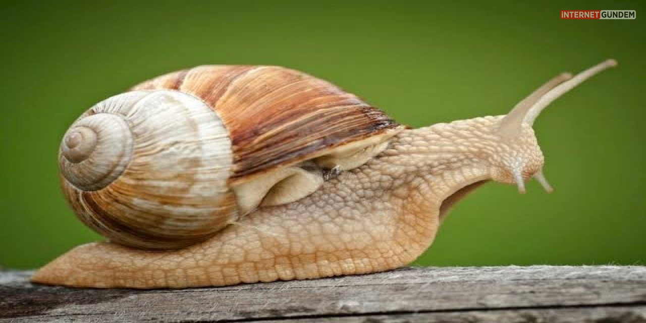 Yaşlılığa Çözüm Salyangoz Maskesi! Peki Ama Bu Maske Nasıl Yapılır?