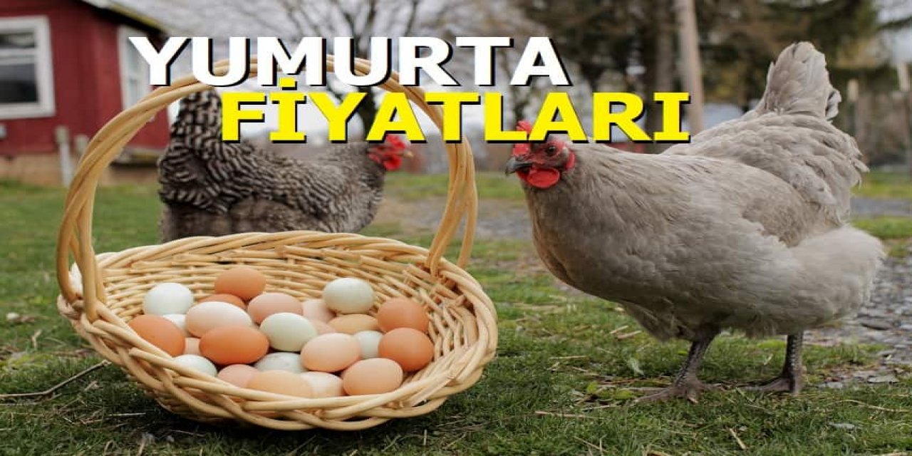 Yumurtaya Zam Geldi, Bir Kez Daha Yumurta Fiyatları Fırladı! İşte Temmuz Ayı Yumurta Fiyatları!