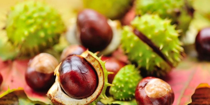 At kestanesinin faydaları nelerdir?