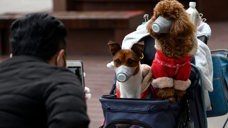 Köpek de Koronavirüs Tespit Edildi!