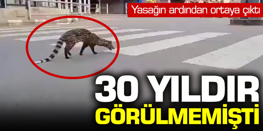 30 yıldır görülmemişti ortaya çıktı