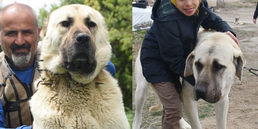Valiler Arasındaki ‘Köpek’ Atışması Yüzleri Güldürdü