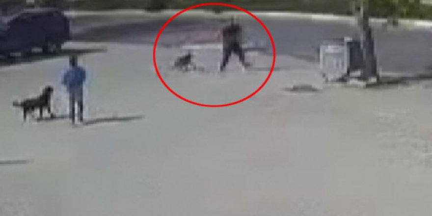 Vicdansızlığın Böylesi… Zavallı Köpeği Dövüştürdü Ardından Öldürdü!