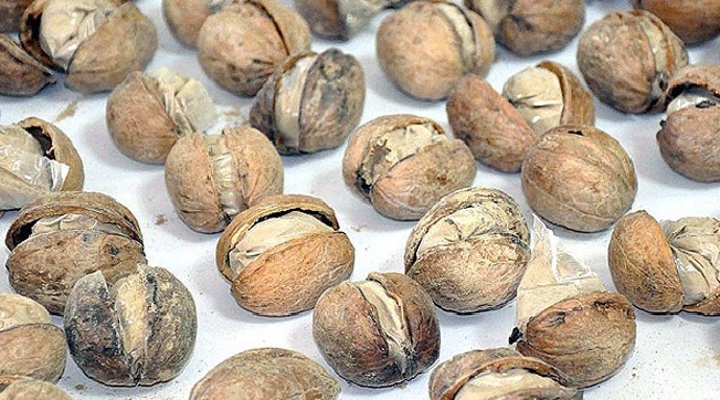Cevizden Çıkan Uyuşturucu Herkesi Şoke Etti